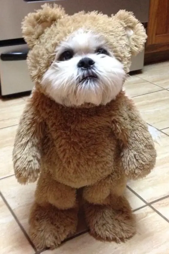 Shih Tzu in teddy bear costume