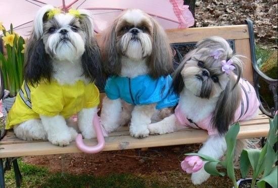three Shih Tzu in cute yellow, blue, and pink raincoats while sitting on the bench at the park