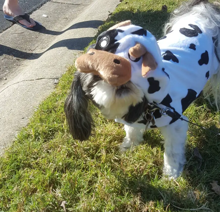 Shih Tzu in cow costume
