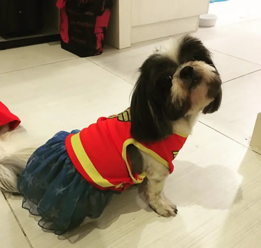 Shih Tzu in supergirl outfit