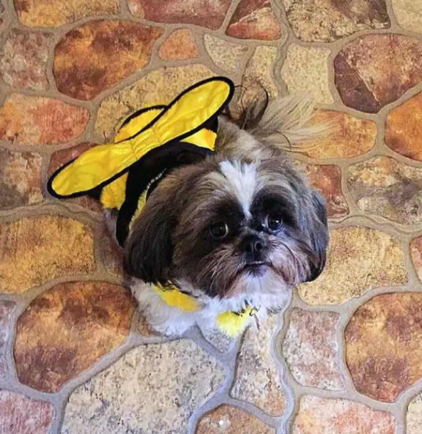 Shih Tzu in bee costume