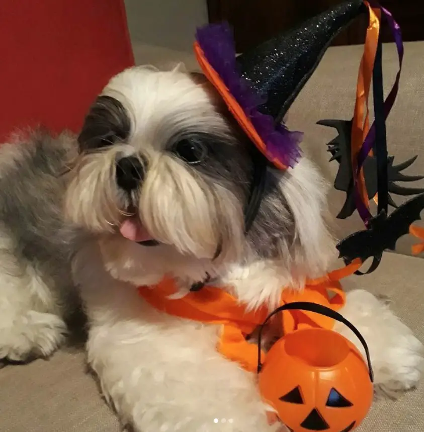 Shih Tzu wearing a witch hat while lying on the floor with its plastic pumpkin basket