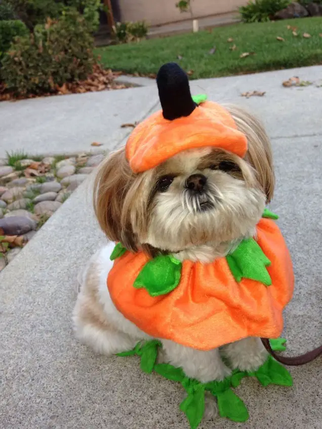 Shih Tzu in halloween pumpkin costume while sitting on the hallway