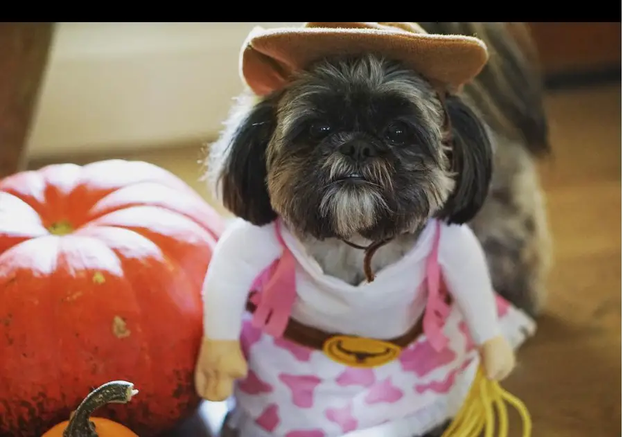 Shih Tzu in cowgirl outfit beside a pumpkin