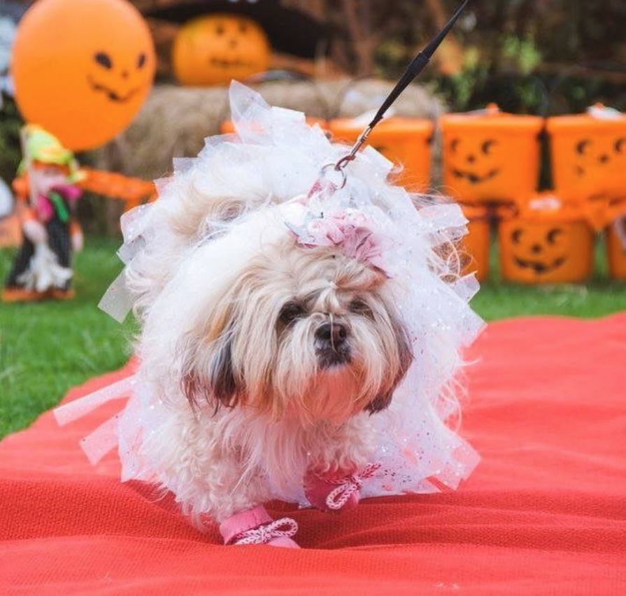 Shih Tzu in cute fluffy pink outfit