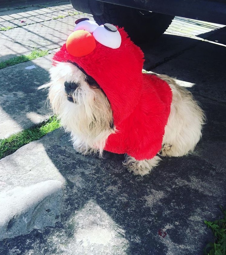 Shih Tzu in cartoon character costume