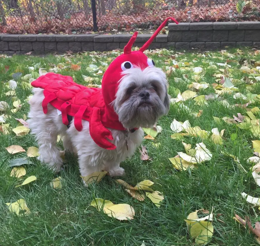 Shih Tzu in lobster costume