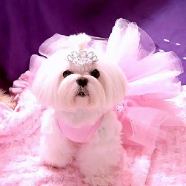 Shih Tzu in pink dress with princess crown