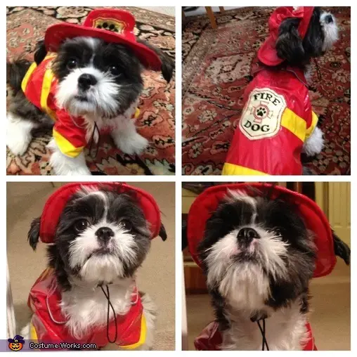 collage photo of Shih Tzu in firefighter costume