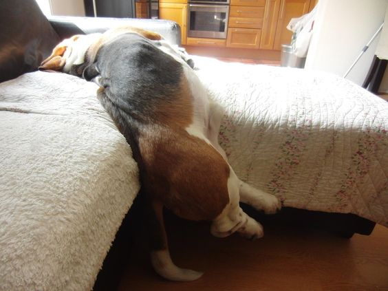 Basset Hound sleeping on the couch while its feet are falling to the floor