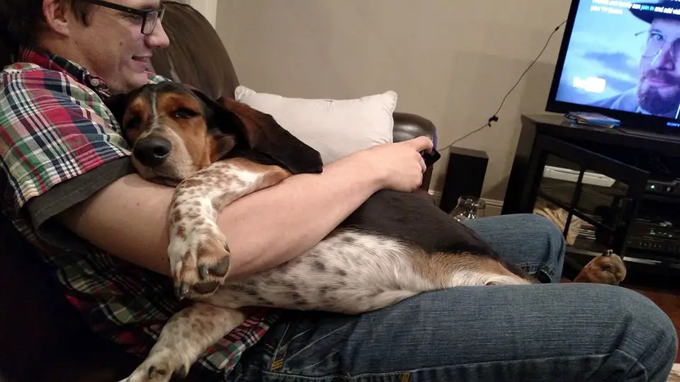 A Basset Hound lying on top of the man sitting on the couch