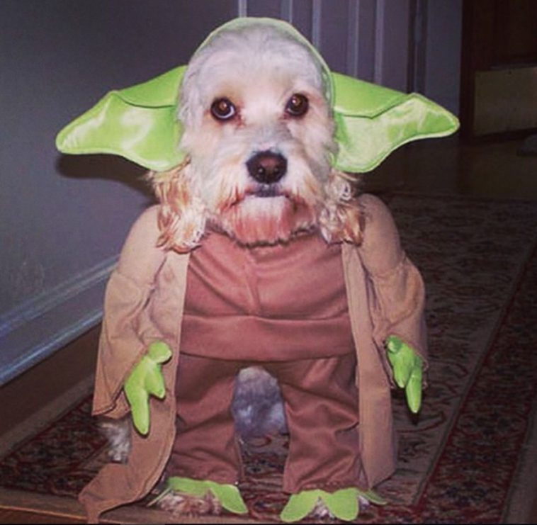 dog sitting on the carpet in its yoda costume