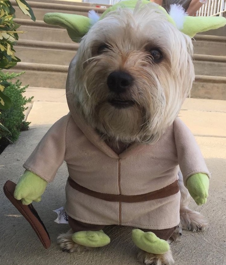 Shih tzu dog sitting on the floor with its yoda costume