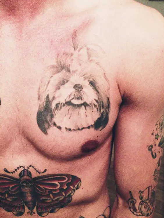 medium sized face of Shih Tzu Tattoo on the chest