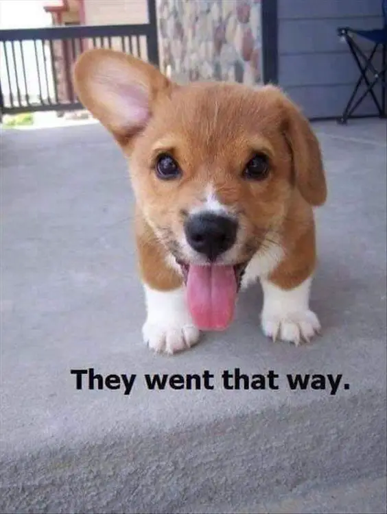 Corgi puppy with its ears pointing right and a text 