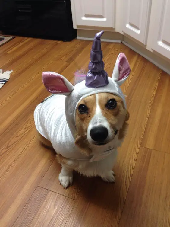 Corgi wearing a unicorn outfit while sitting on the floor