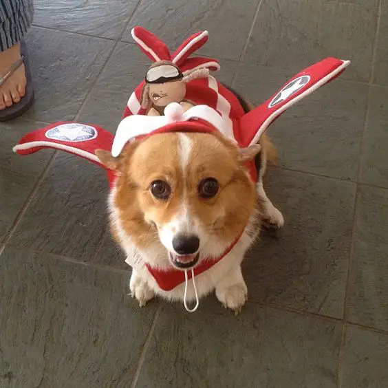 Corgi wearing a halloween costume with a man flying a helicopter