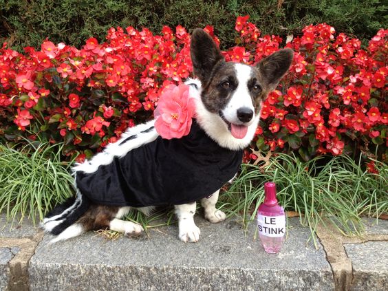 a Corgi wearing a skunk costume with a large flower in its neck while sitting on the garden bed with flowers behind him and a bottle of perfume with name -