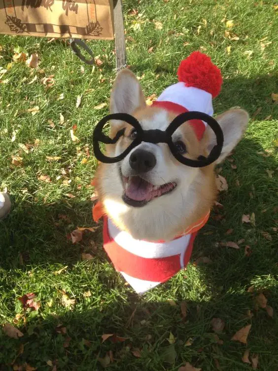 Corgi in its santa costume while sitting on the grass and looking up with its happy face