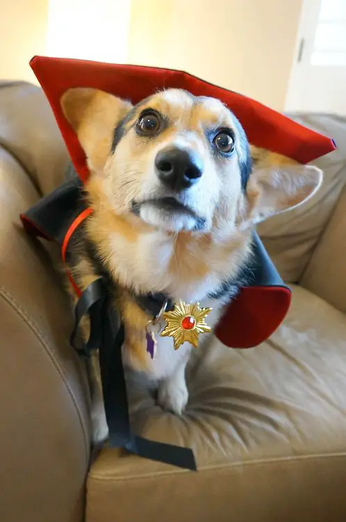 Corgi in dracula costume while sitting on the couch with its curious face