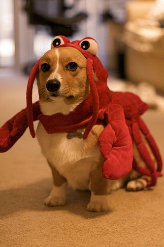 Corgi in its lobster costume while sitting on the floor