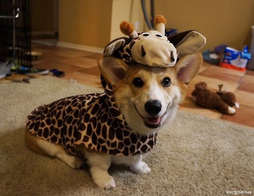 Corgi in its giraffe costume while sitting on the floor and smiling