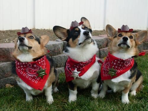 three Corgis wearing a red scarf with a sheriff pin while sitting on the grass and looking up with their curious faces
