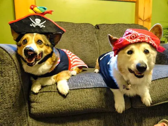 two Corgis in their pirate outfit while lying on the couch