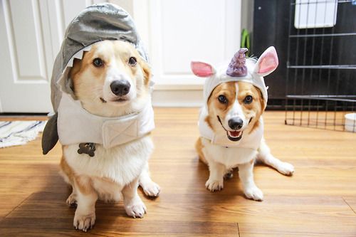 two Corgis in their shark and unicorn outfit while sitting on the floor