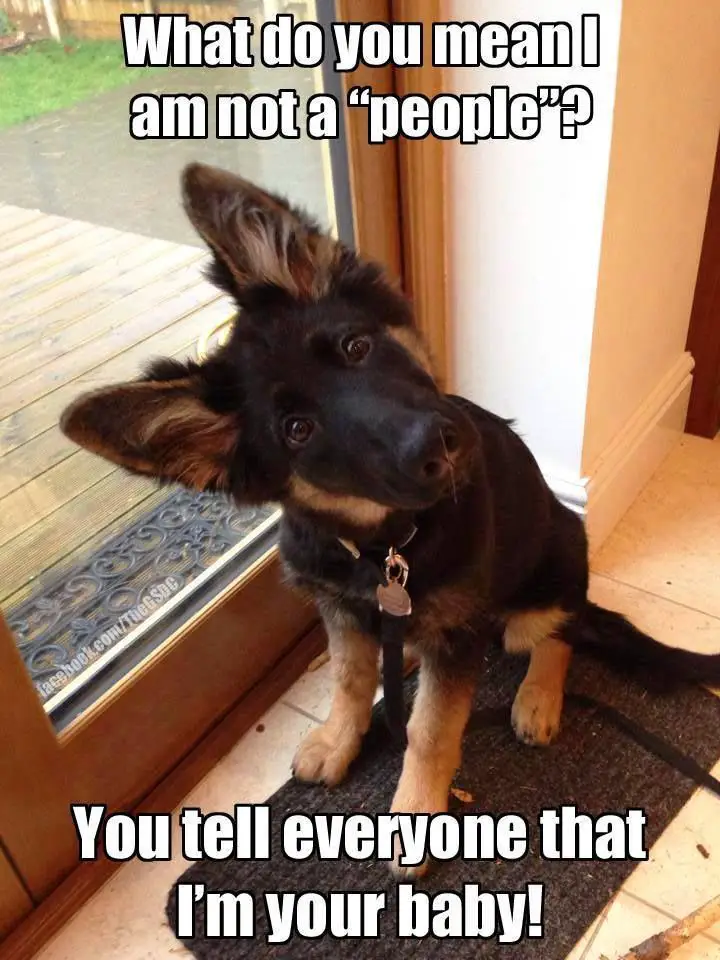 A German Shepherd puppy sitting on the carpet in the front while tilting its head photo with text - What do you mean I am not a people? You tell everyone that I'm your baby!