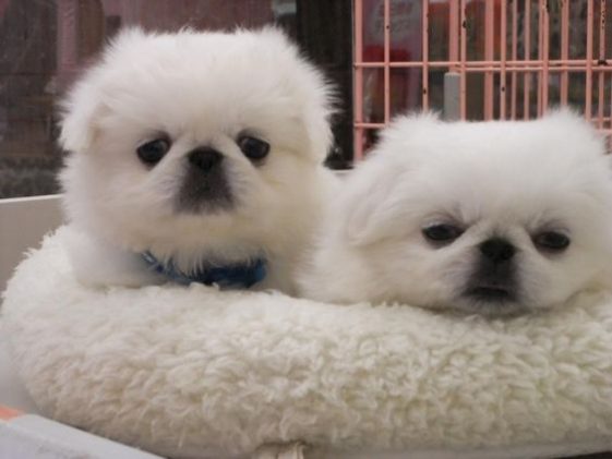 two Pekingese puppies on its bed