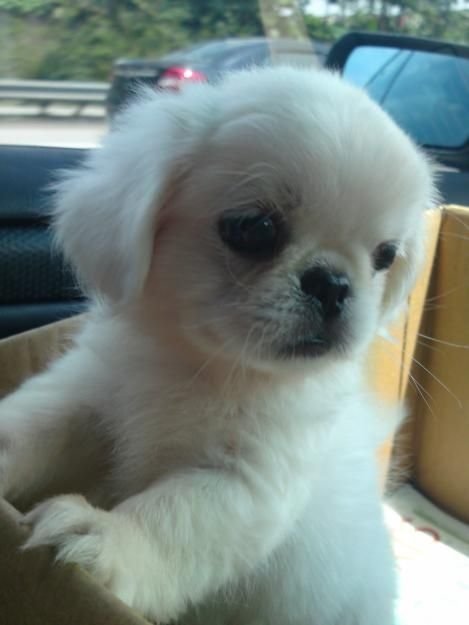 white Pekingese puppy inside the box