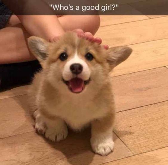 smiling corgi while patting its head and a text 