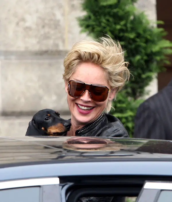 Sharon Stone going inside the car with her Dachshund