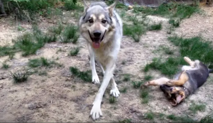 Wolf vs German Shepherd Dog! - The Paws