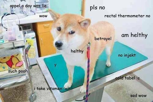Shiba Inu standing on top of the grooming table with thoughts