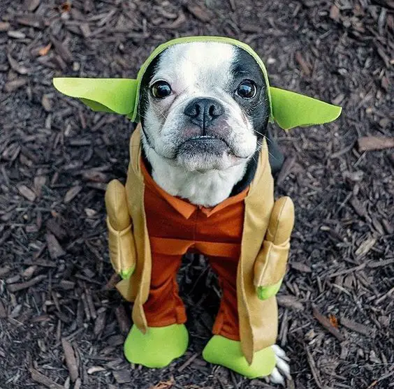 Boston terrier sitting on the ground in its yoda costume