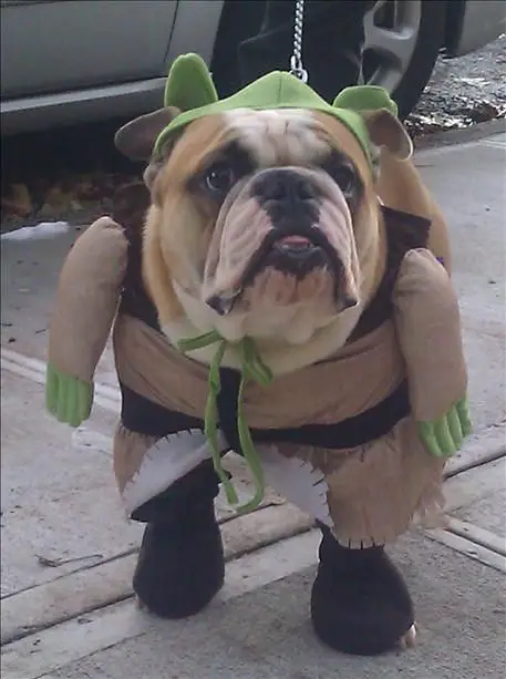 English Bulldog walking in the street with its yoda costume