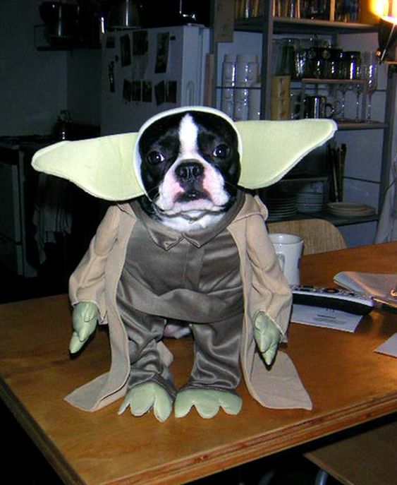 French Bulldog sitting on top of the table in its yoda costume