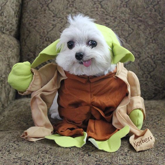 Shih Tzu sitting on the couch in its yoda costume
