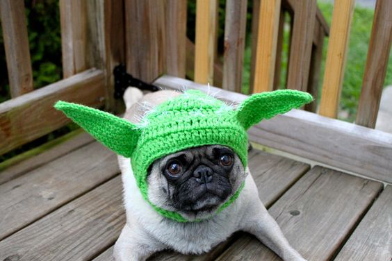 pug dog lying down on the wooden floor in the balcony wearing a yoda beanie