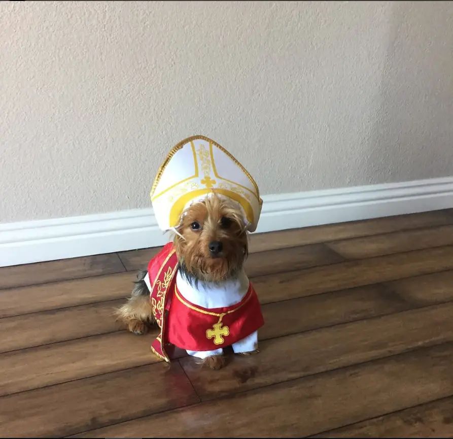 Yorkie in priest outfit