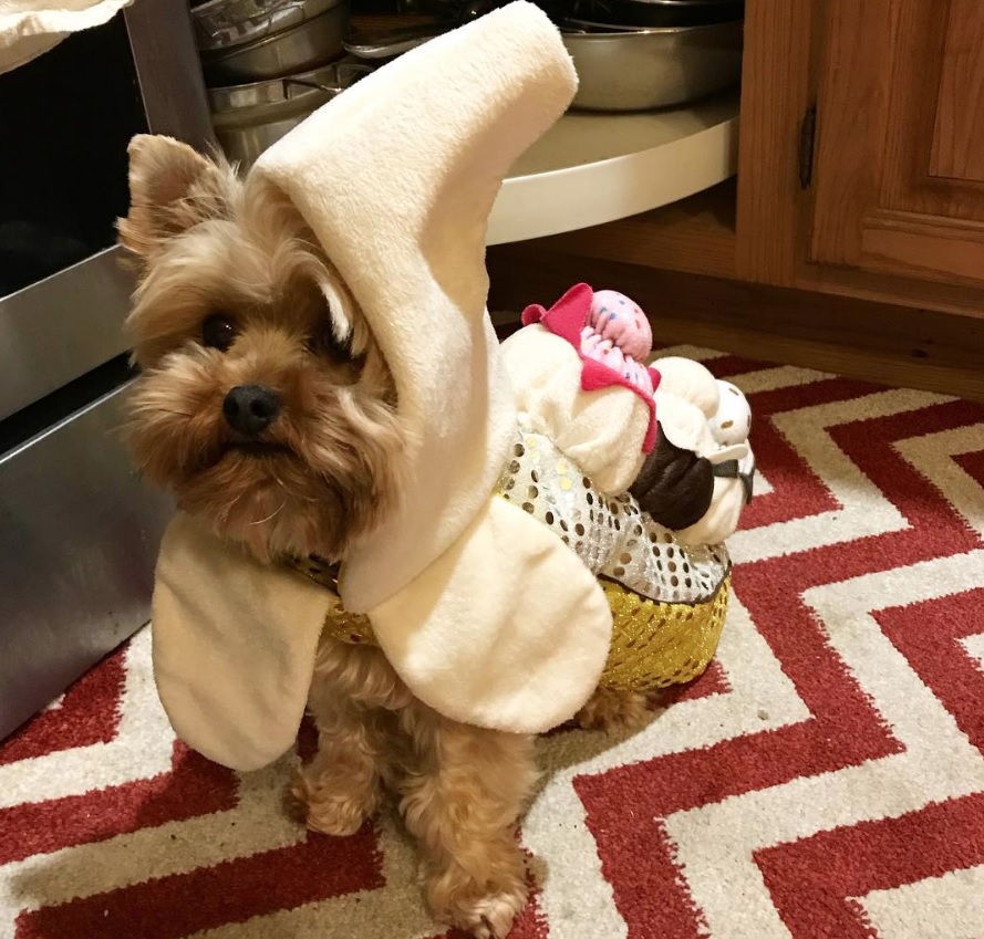 Yorkie in banana split costume