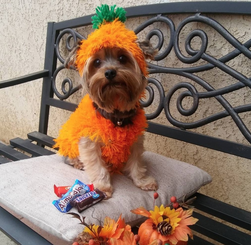 Yorkie in fluffy carrot costume