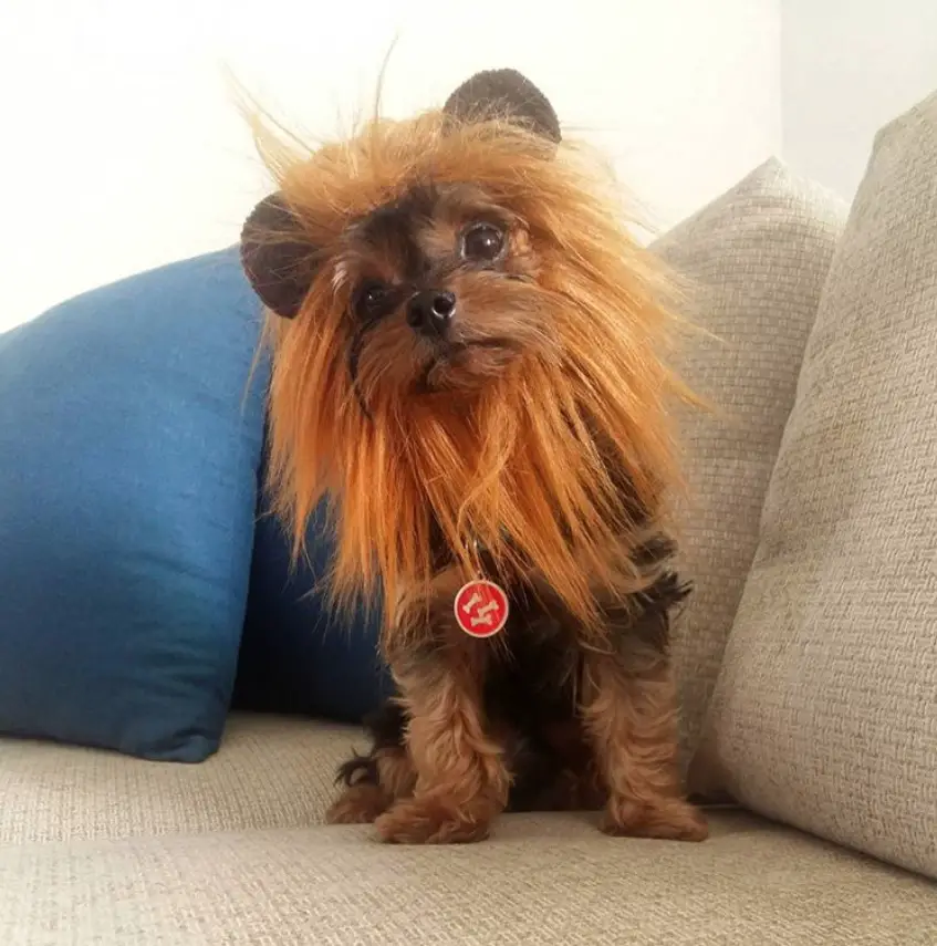 Yorkie in lion costume while sitting on the couch