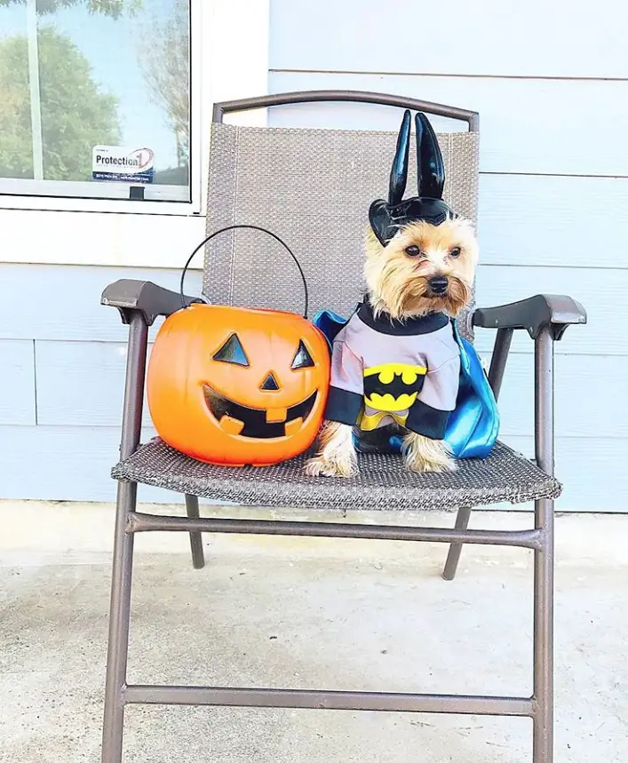 Yorkie in batman costume with a trick or treat basket while sitting on the chair