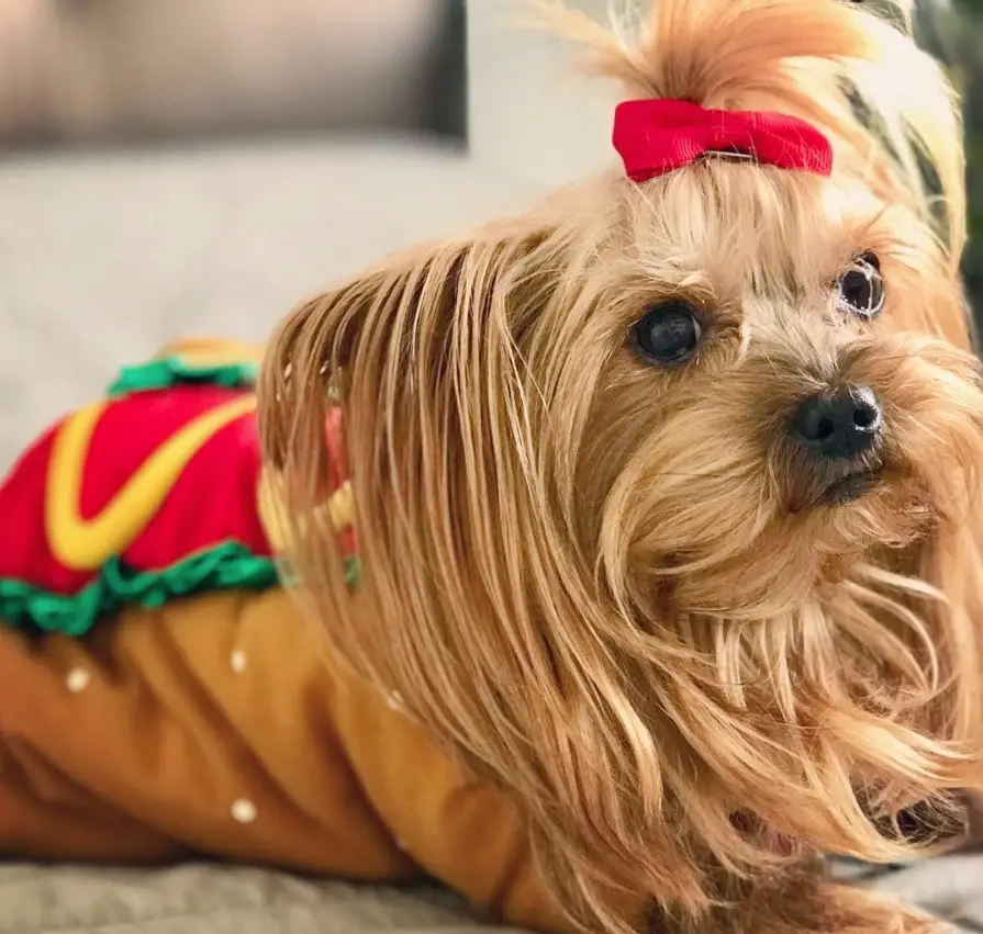 Yorkie in hotdog costume