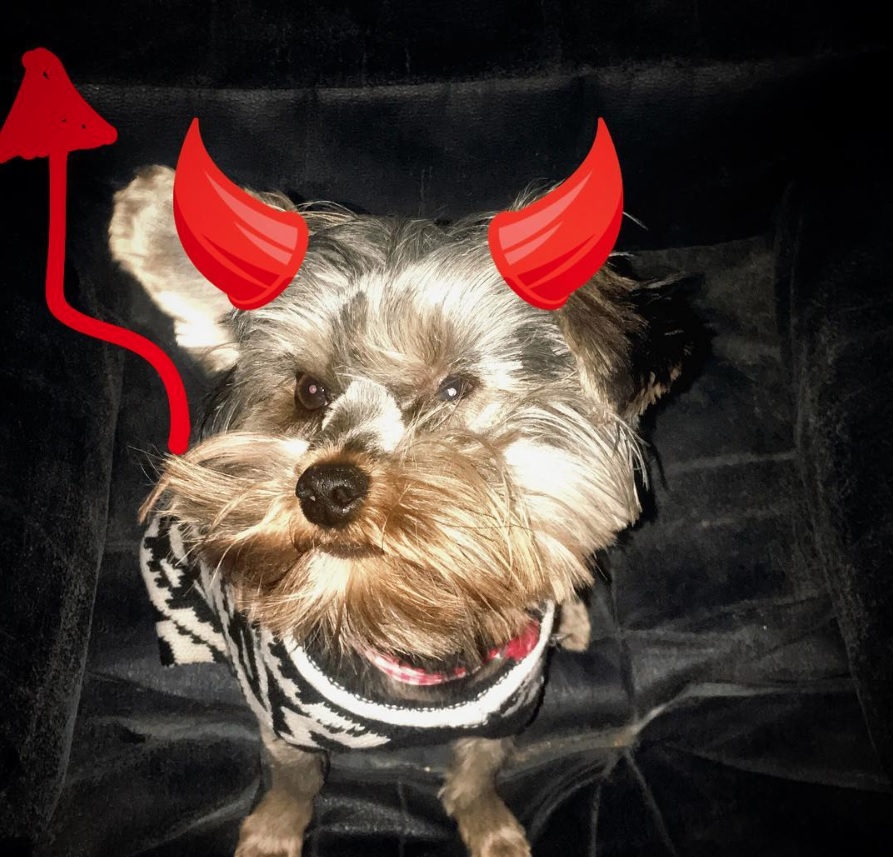 Yorkie in devil costume