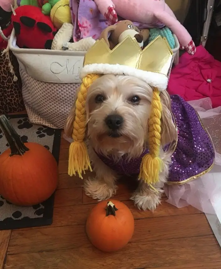 Yorkie in rapunzel costume