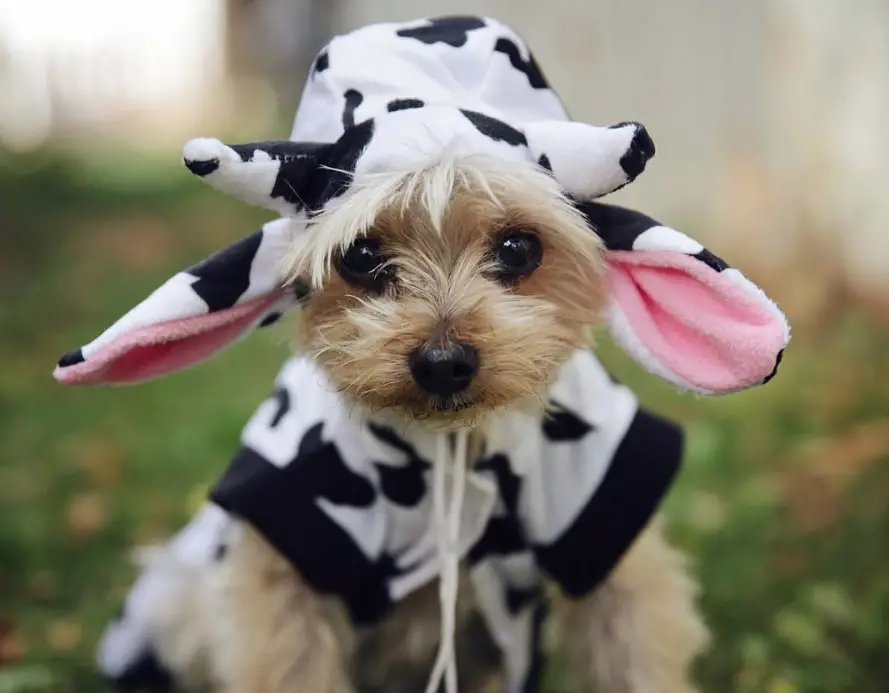 Yorkie in cow costume